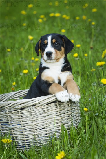 Greater Swiss Mountain Dog