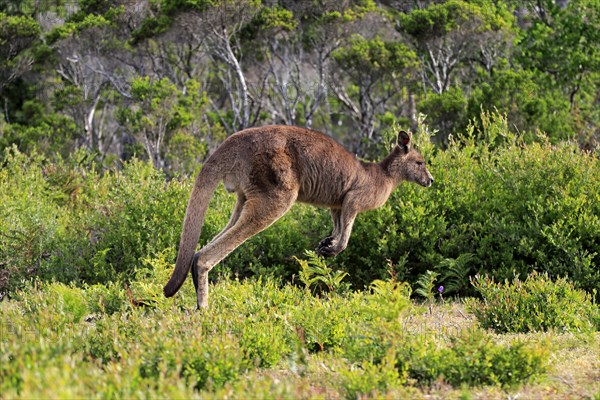 Eastern Grey Kangaroo (Macropus giganteus)
