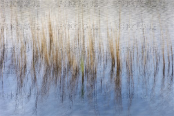 Reed stalks in water