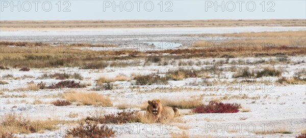 Lion (Panthera leo)