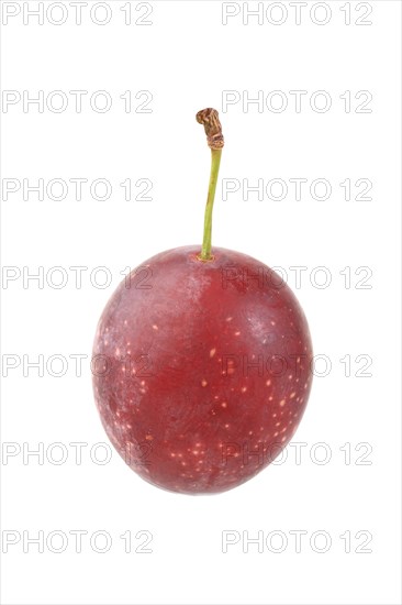 Cherry plum