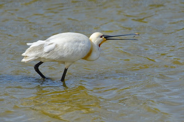 Spoonbill (Platalea leucorodia)