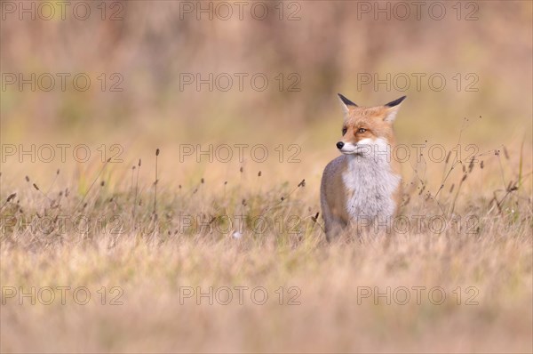 Red Fox (Vulpes vulpes) on a meadow in autumn