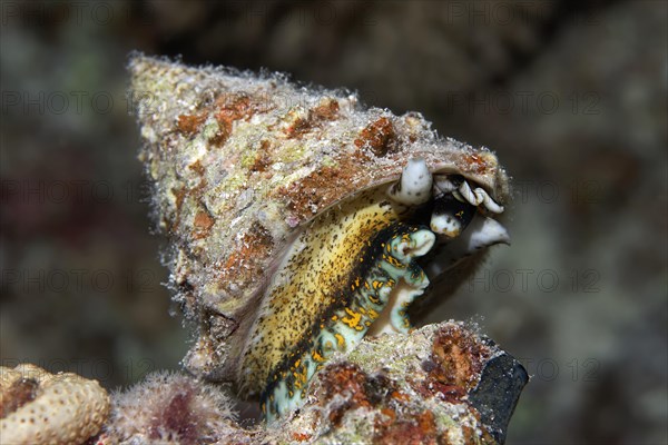 Top snail (Trochidae)
