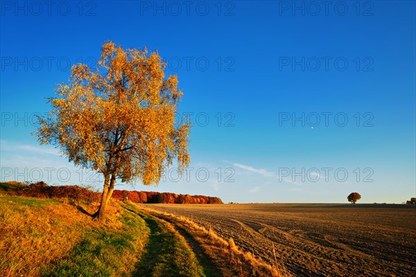 Field landscape in autumn