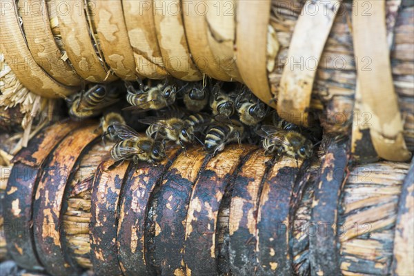 Honey bees (Apis mellifera) at the entrance hole of a beehive