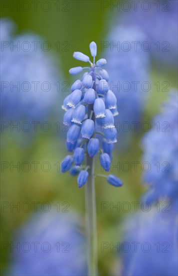 Small Grape Hyacinth (Muscari botryoides)