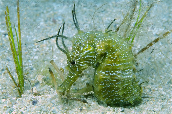 Short-snouted Seahorse (Hippocampus hippocampus)