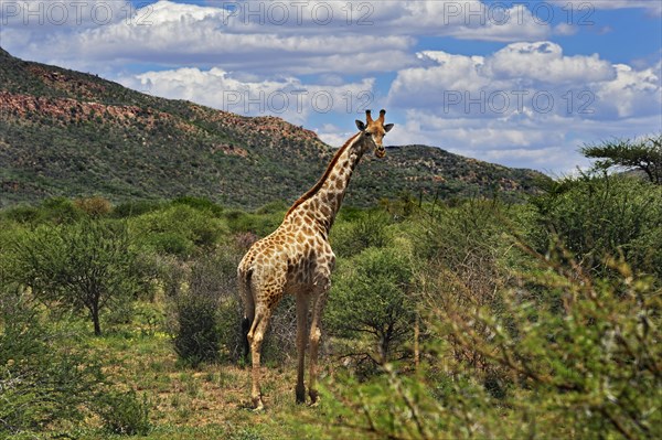 Giraffe (Giraffa camelopardalis)