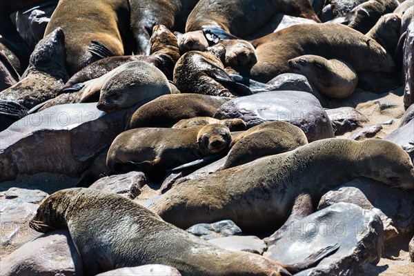 Colony of Brown Fur Seals or Cape Fur Seals (Arctocephalus pusillus)