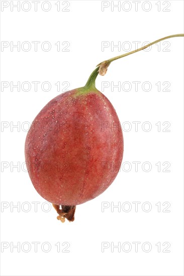 Red gooseberry (Ribes uva-crispa)