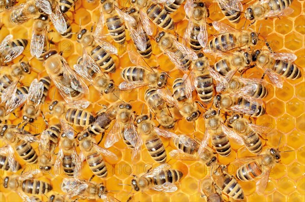 Colony of Honey Bees (Apis mellifera var carnica) on fresh honeycomb with honey