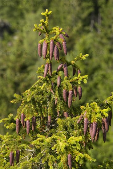Common spruce (Picea abies)