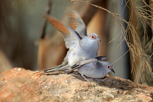 Diamond Doves (Geopelia cuneata)