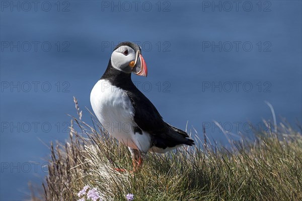 Puffin (Fratercula arctica)