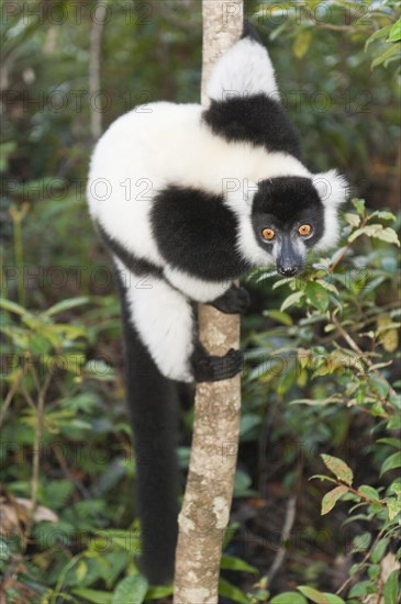 Black-and-white Ruffed Lemur (Varecia variegata)