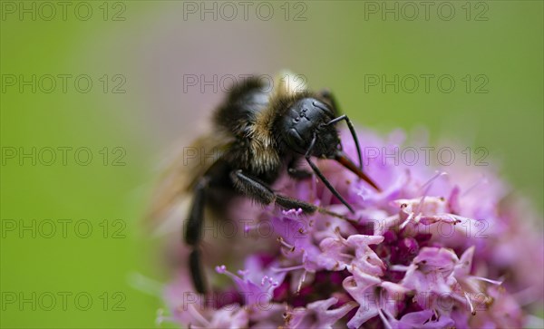 Bumblebee (Bombus) collects nectar on a purple flower