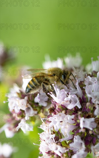 Honey bee (Apis mellifera) on purple flower