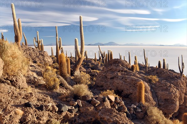 Cactuses on an island in the Salar de Uyuni salt flat