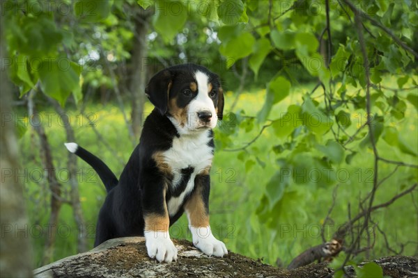 Greater Swiss Mountain Dog