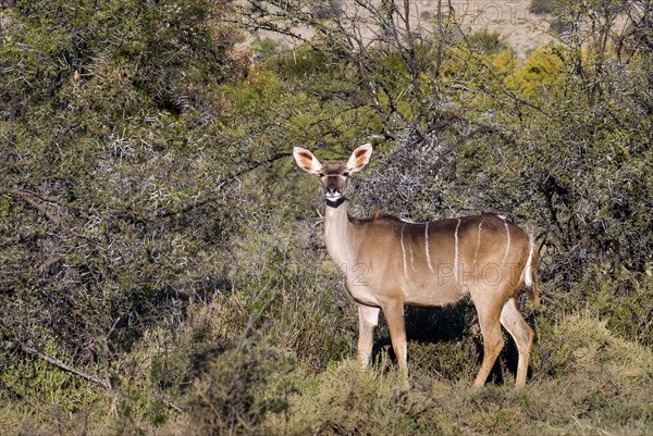 Greater Kudu (Tragelaphus strepsiceros)