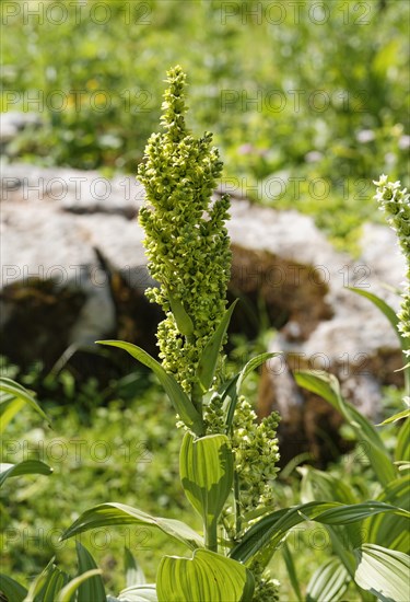 White Hellebore (Veratrum album lobelianum)