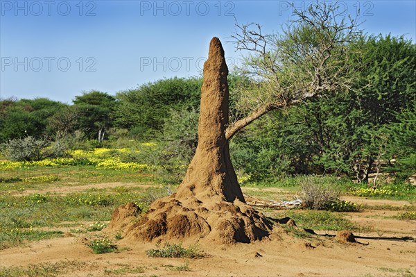 Termite mound