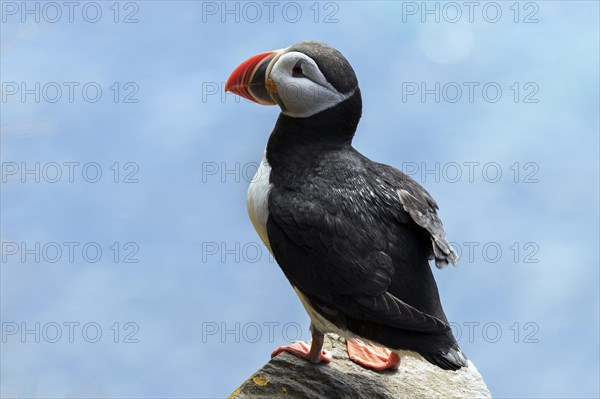 Puffin (Fratercula arctica)