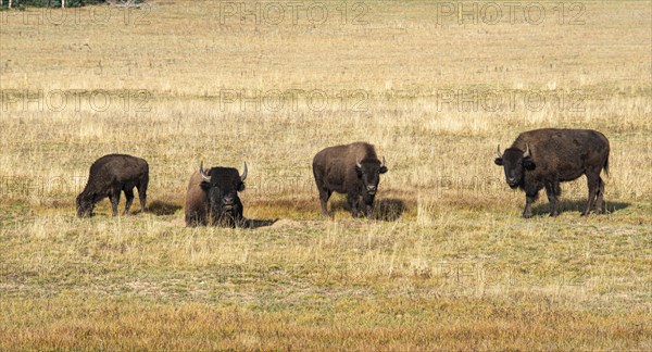 Four Beefalos or Cattalos on a pasture