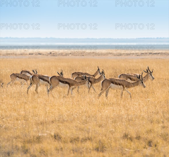Herd of Springboks (Antidorcas marsupialis) in the grasslands