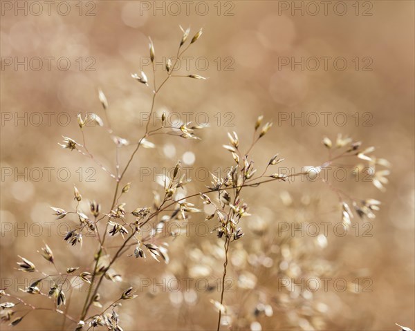 Grasses