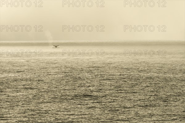 Fluke