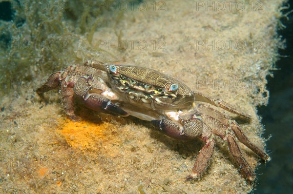 Marbled Rock Crab (Pachygrapsus marmoratus)