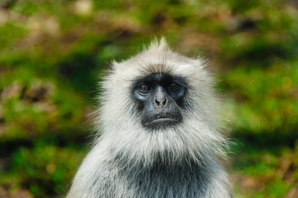 Gray langur (Semnopithecus sp.)