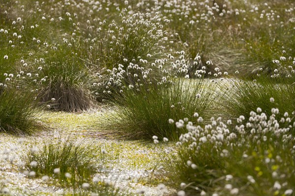 Tussock Cottongrass (Eriophorum vaginatum)