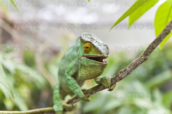 Parsons Chameleon (Calumma parsonii)
