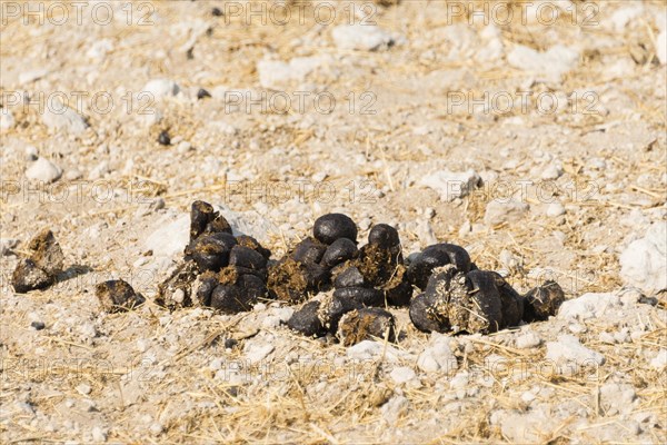 Giraffe droppings (Giraffa camelopardalis)