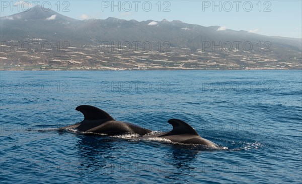 Pilot Whales (Globicephala) off Tenerife