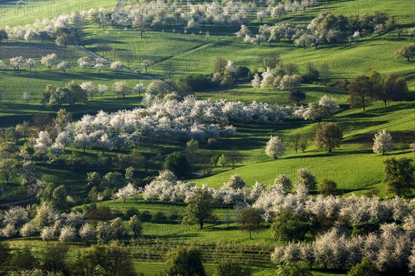 Blossoming cherry trees