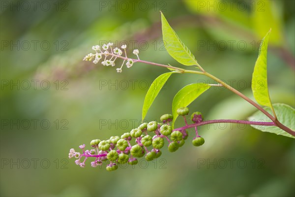 American Pokeweed (Phytolacca americana)