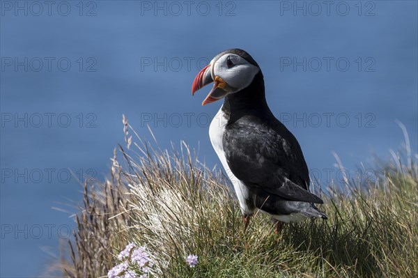Puffin (Fratercula arctica)