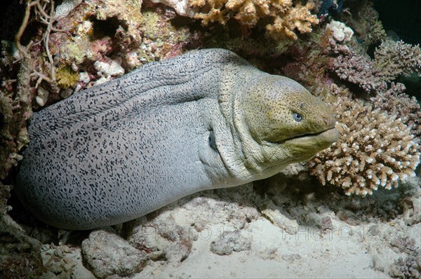 Giant Moray (Gymnothorax javanicus)