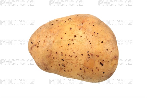 Potato