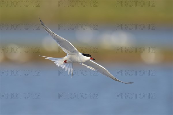 Common Tern (Sterna hirundo) in flight over a nesting colony