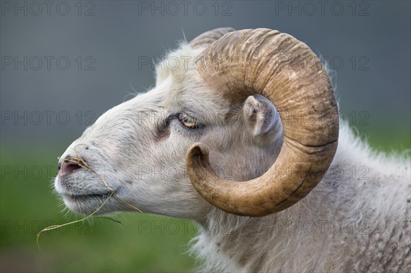 Ram