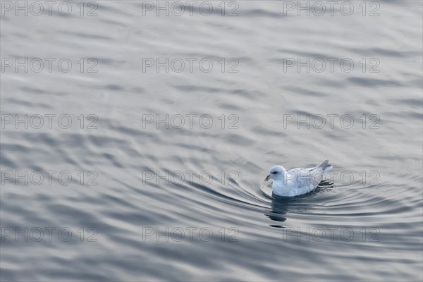 Northern Fulmar (Fulmarus glacialis) in the sea