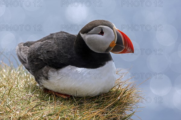 Puffin (Fratercula arctica)