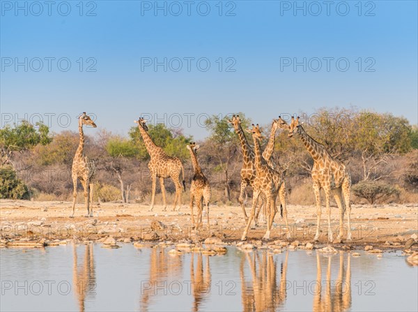 Giraffes (Giraffa camelopardis)