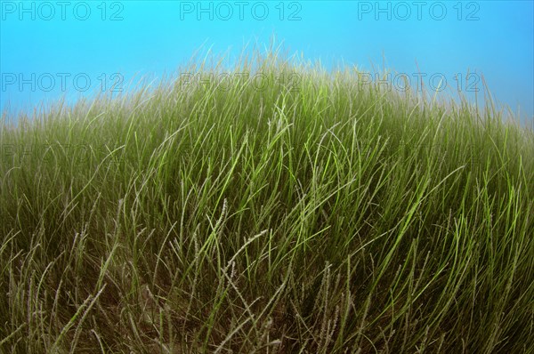 Marine Eelgrass (Zostera sp.)