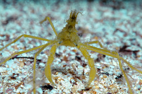 Common Spider Crab (Macropodia rostrata)